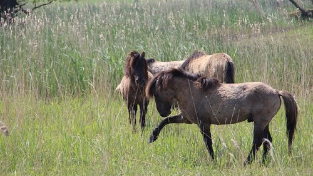 oostvaardersplassen