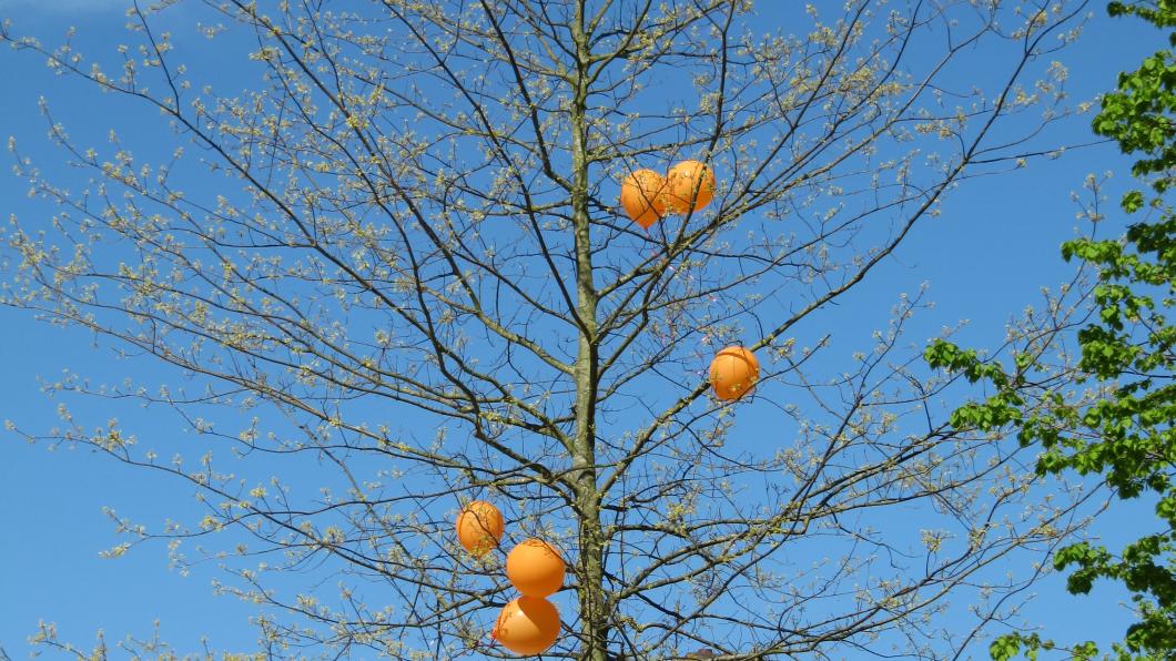 Ballonnen in boom