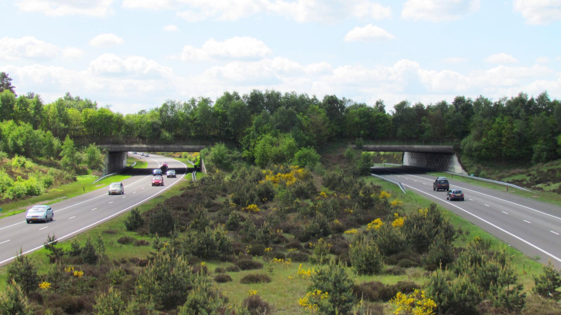 Ecoduct